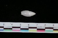 藏品(乳白彈頭螺)的圖片